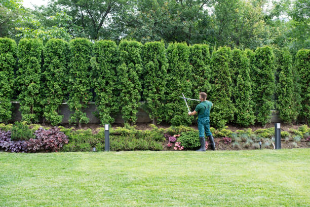 Trusted Neoga, IL Tree Care Services Experts